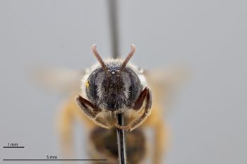 Media type: image;   Entomology 774178 Aspect: head frontal view